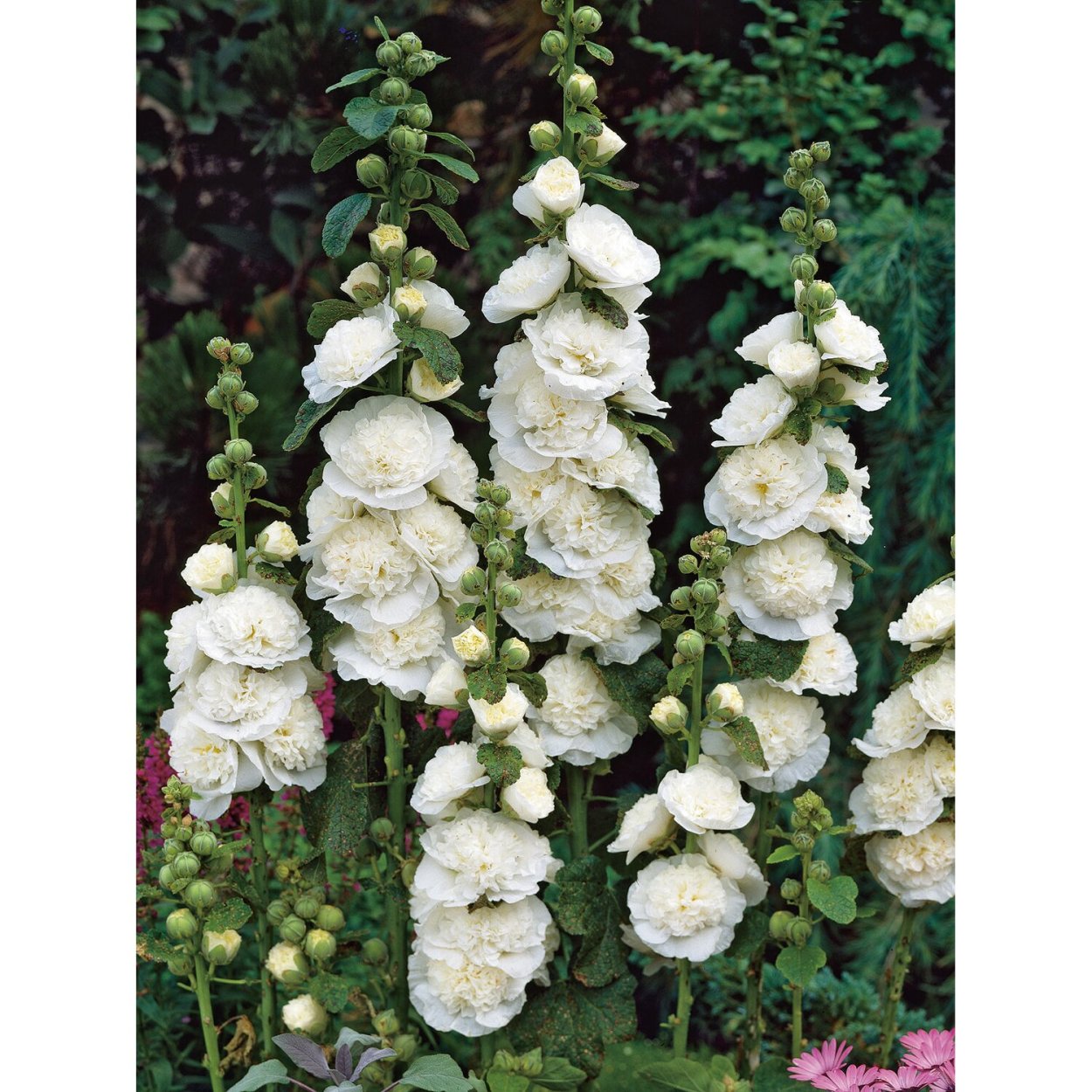 Гибискус сирийский Санрайз