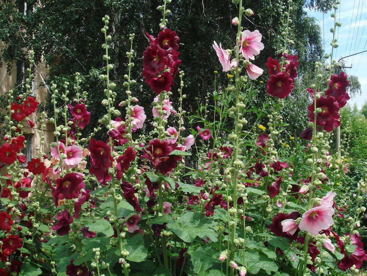 Мальва Яблоневый Флер