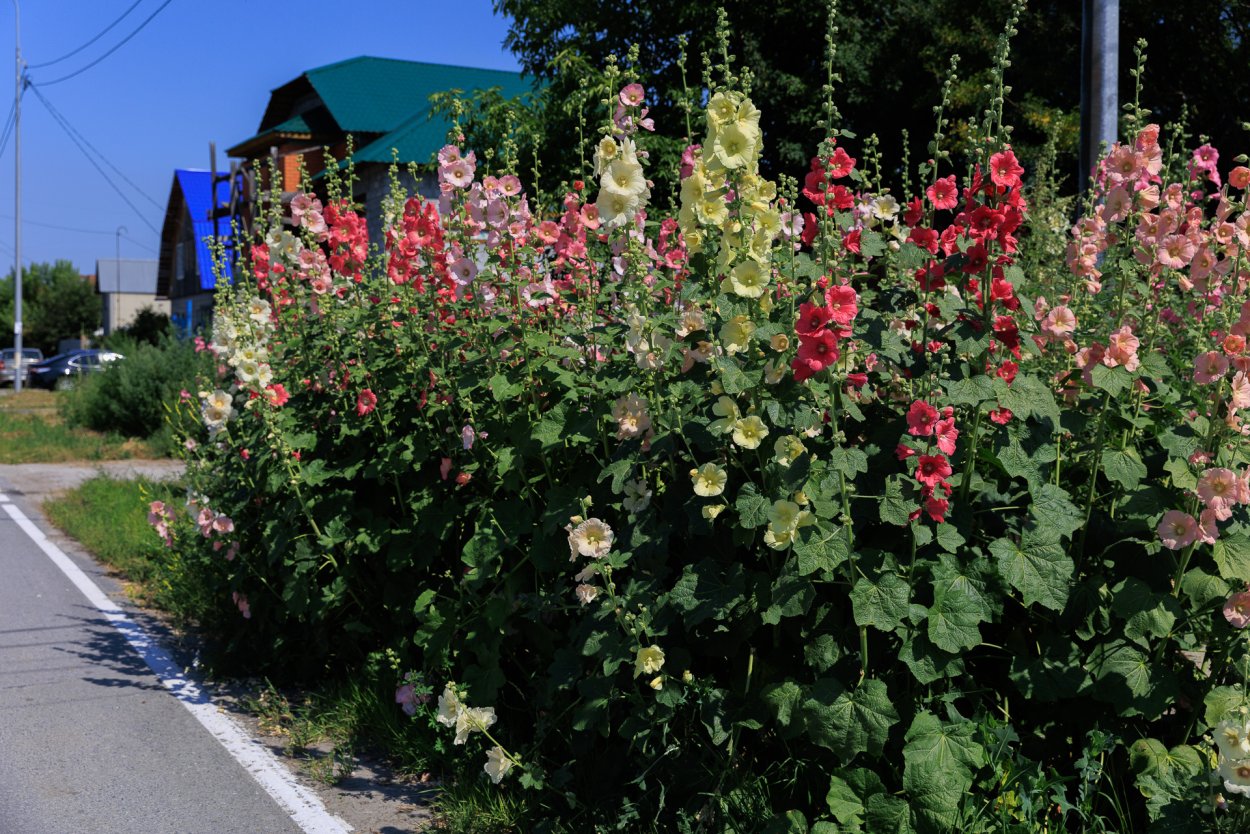 Мальва Мавритана