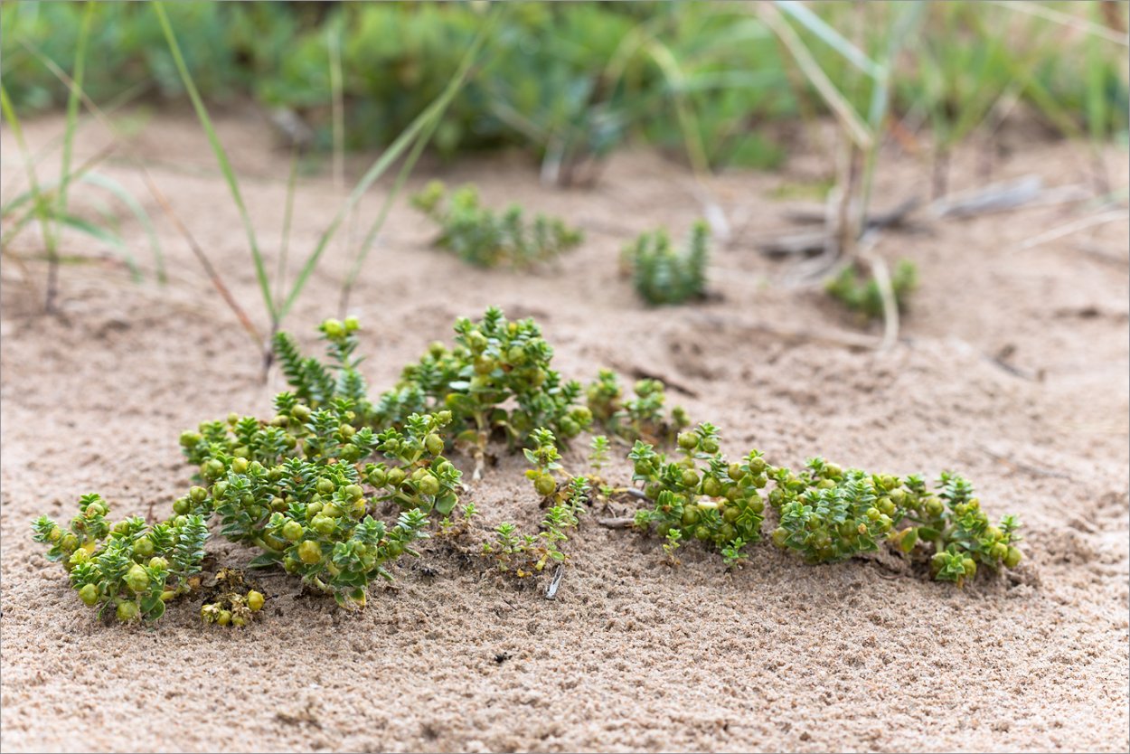 Маленький Росток