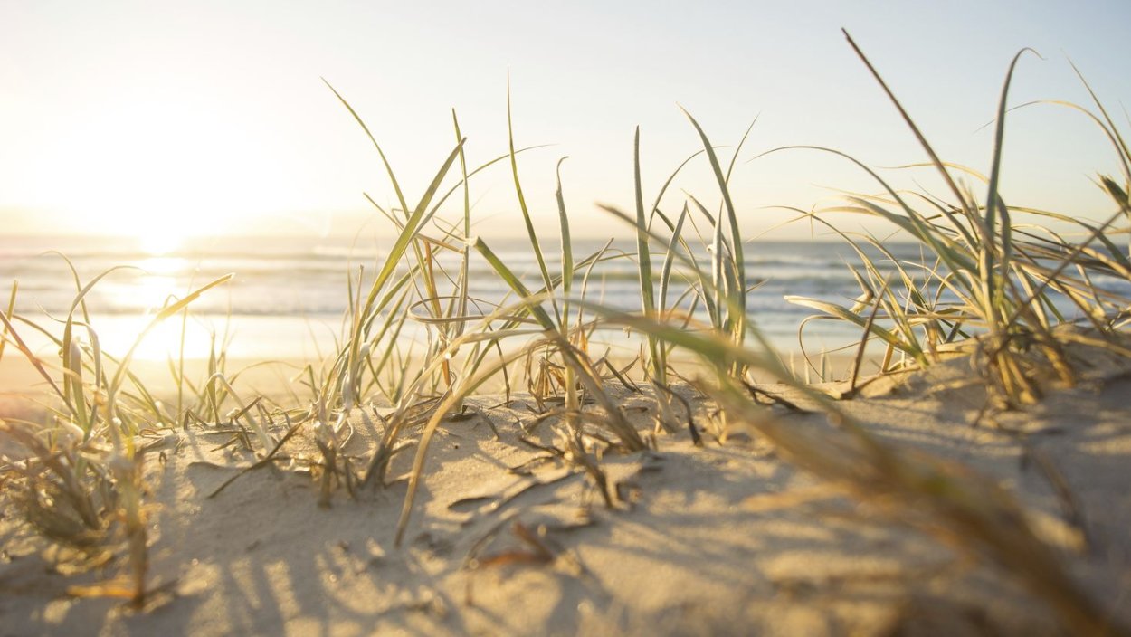 Растения пустыни верблюжья колючка