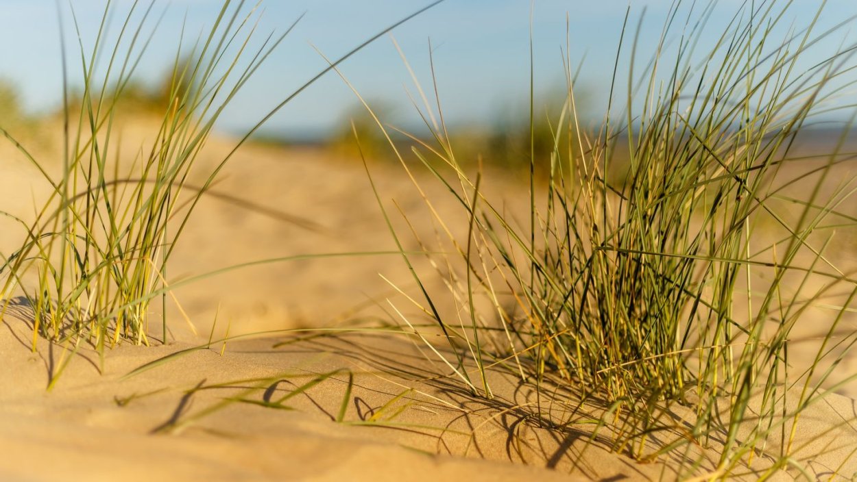 Земля с травой