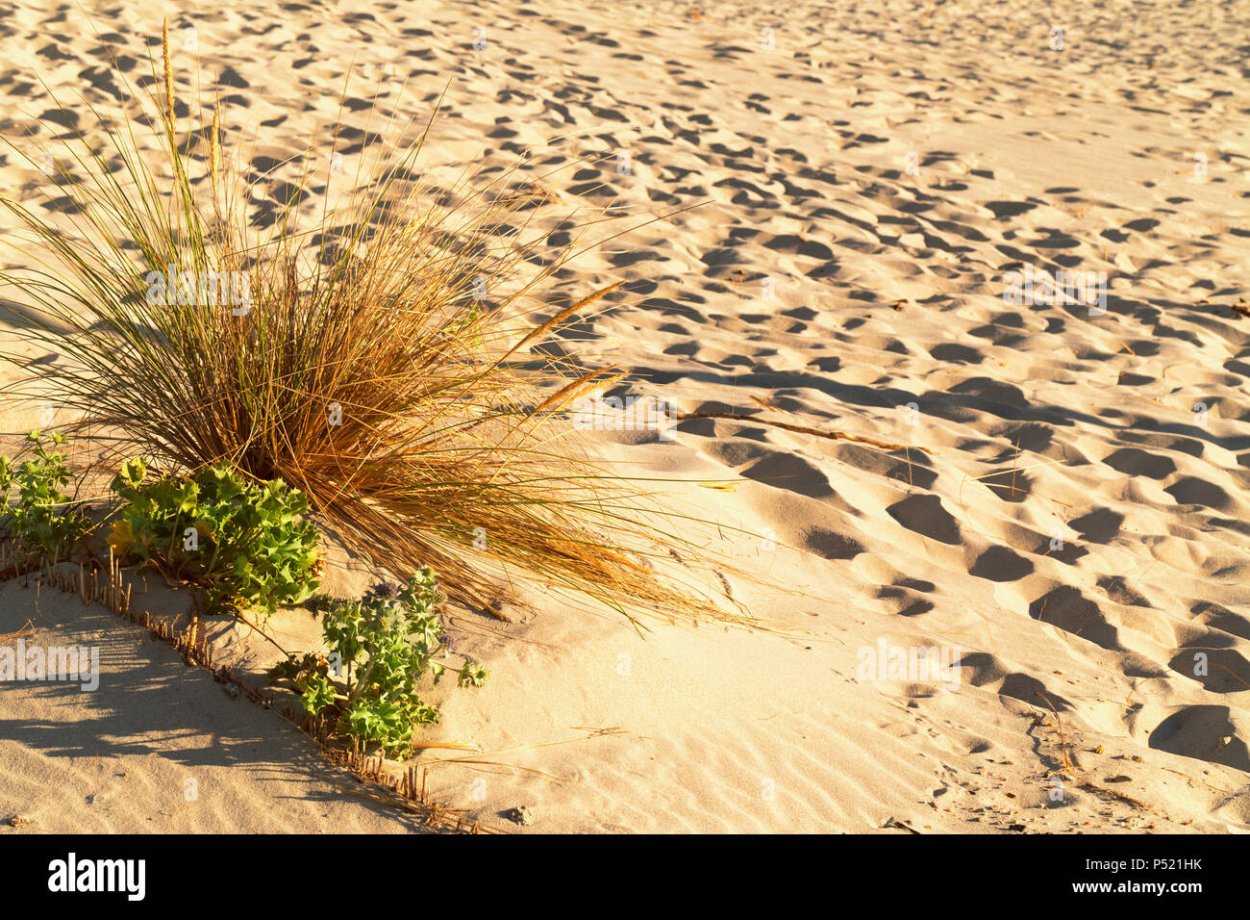 Растительность песчанных дюны Англии