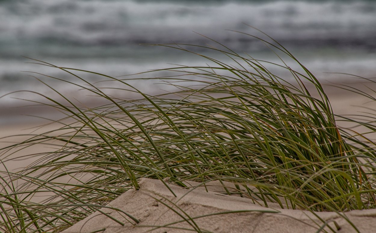 Море дюны трава