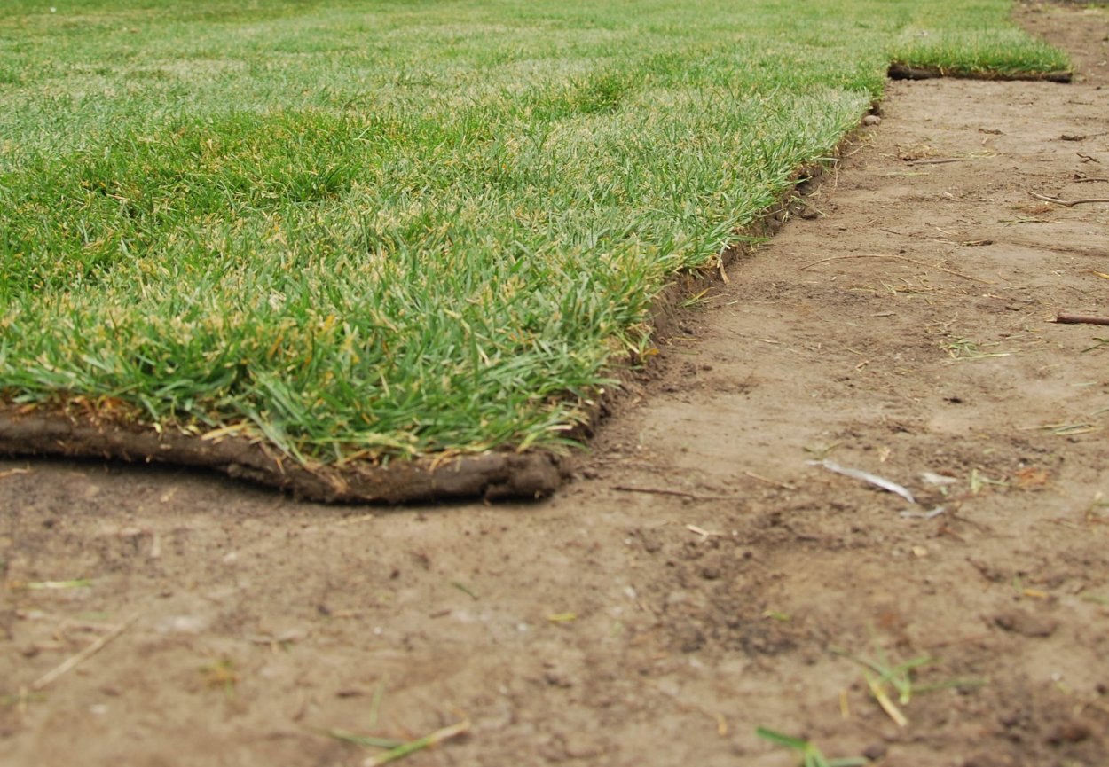 Трава у моря