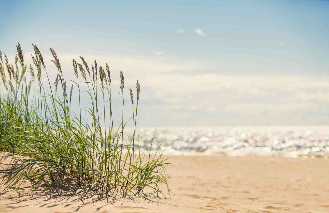 Песчаная земля с травой