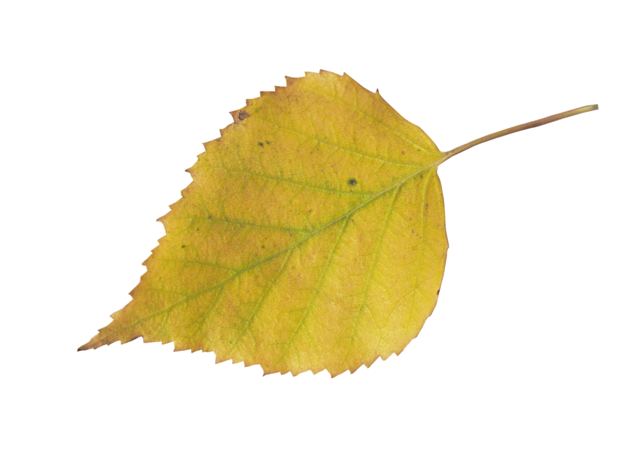 Листья березы осенью