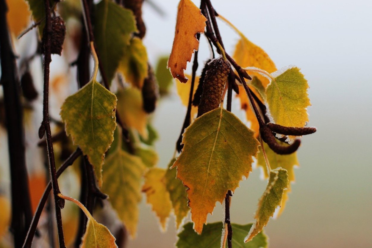 Осенний листок березы