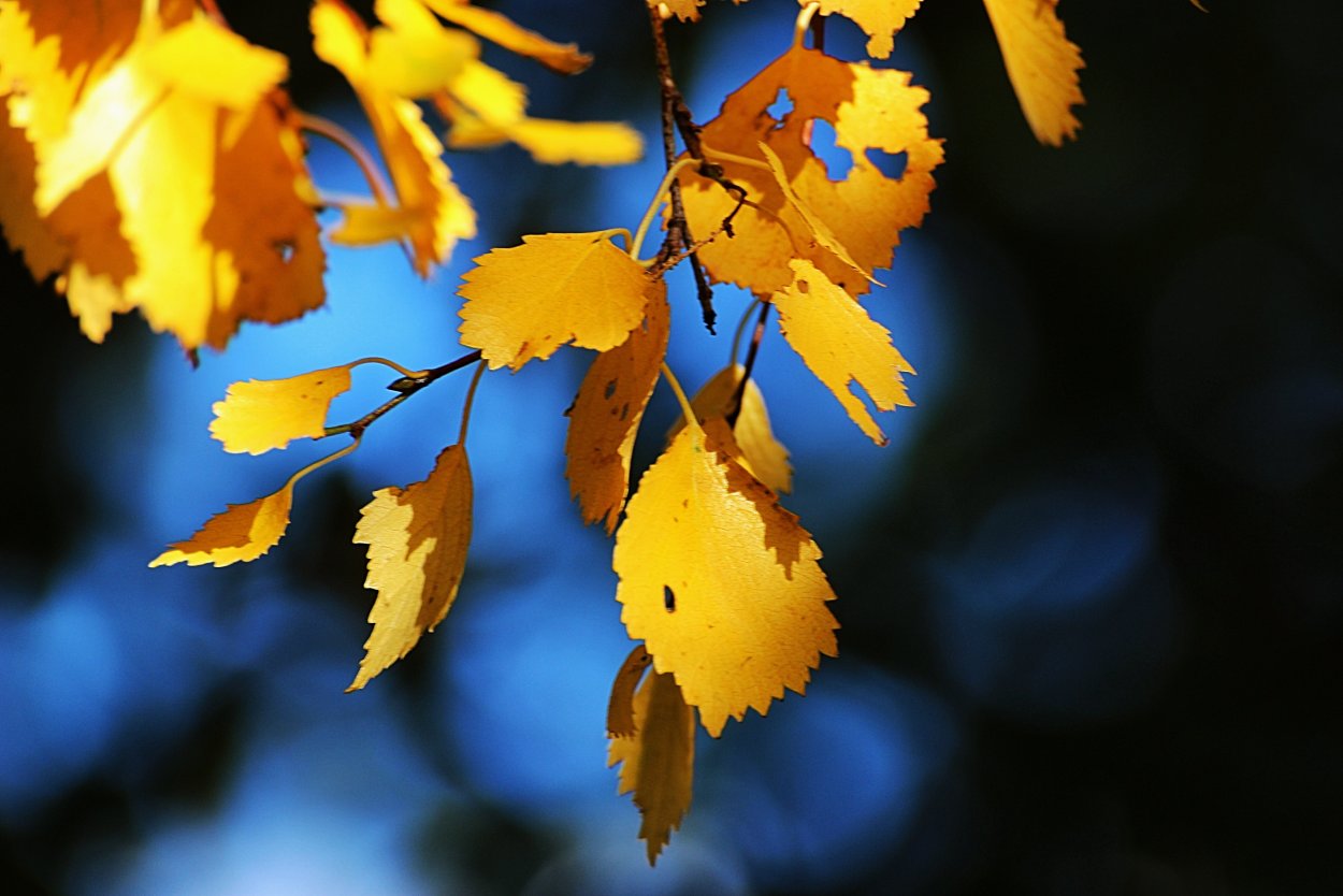 Листья березы осенью