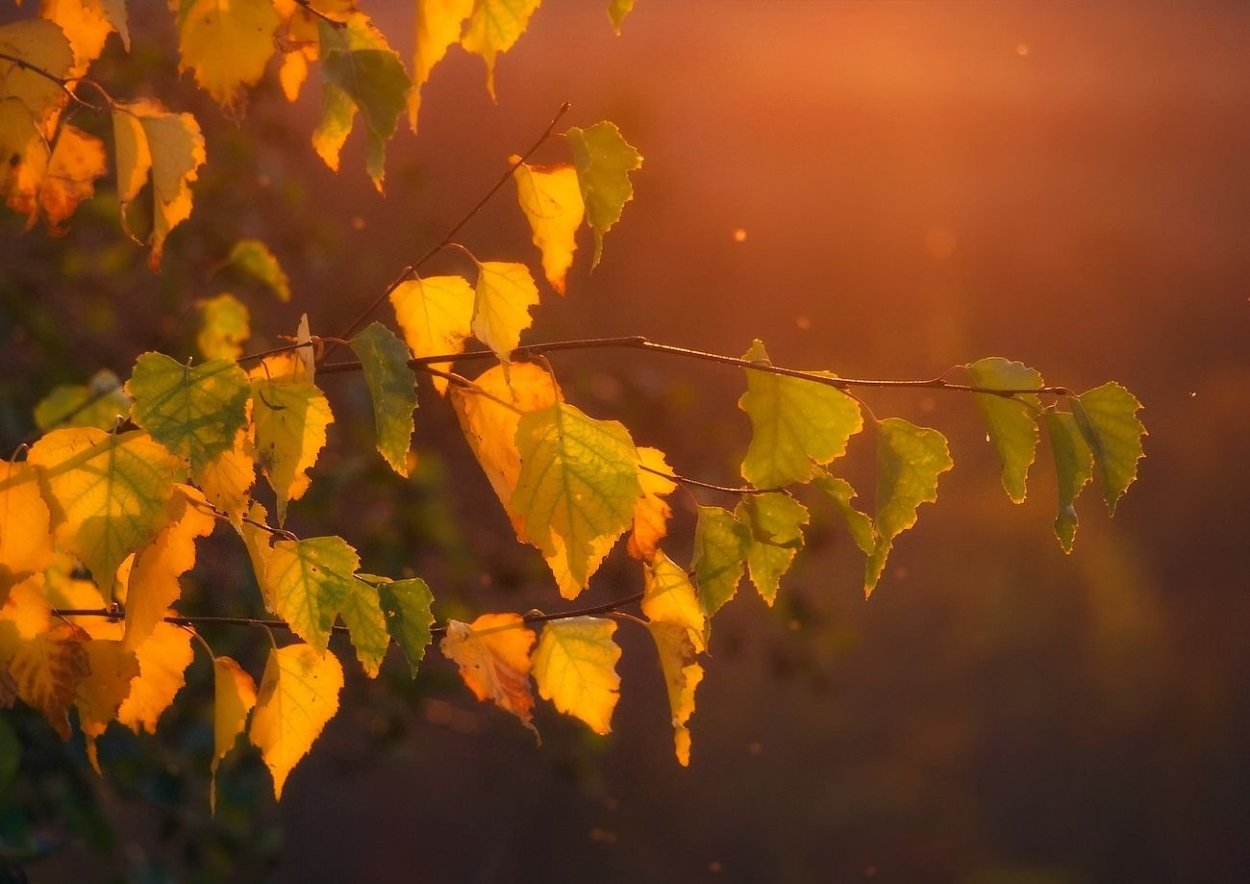 Осенние листья в лесу