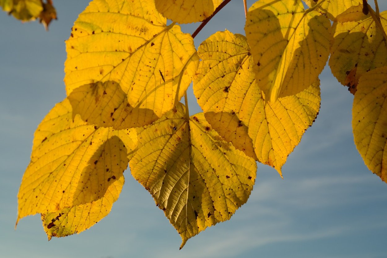 Березовый лист