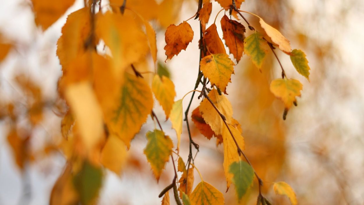 Осины и тополя осенью