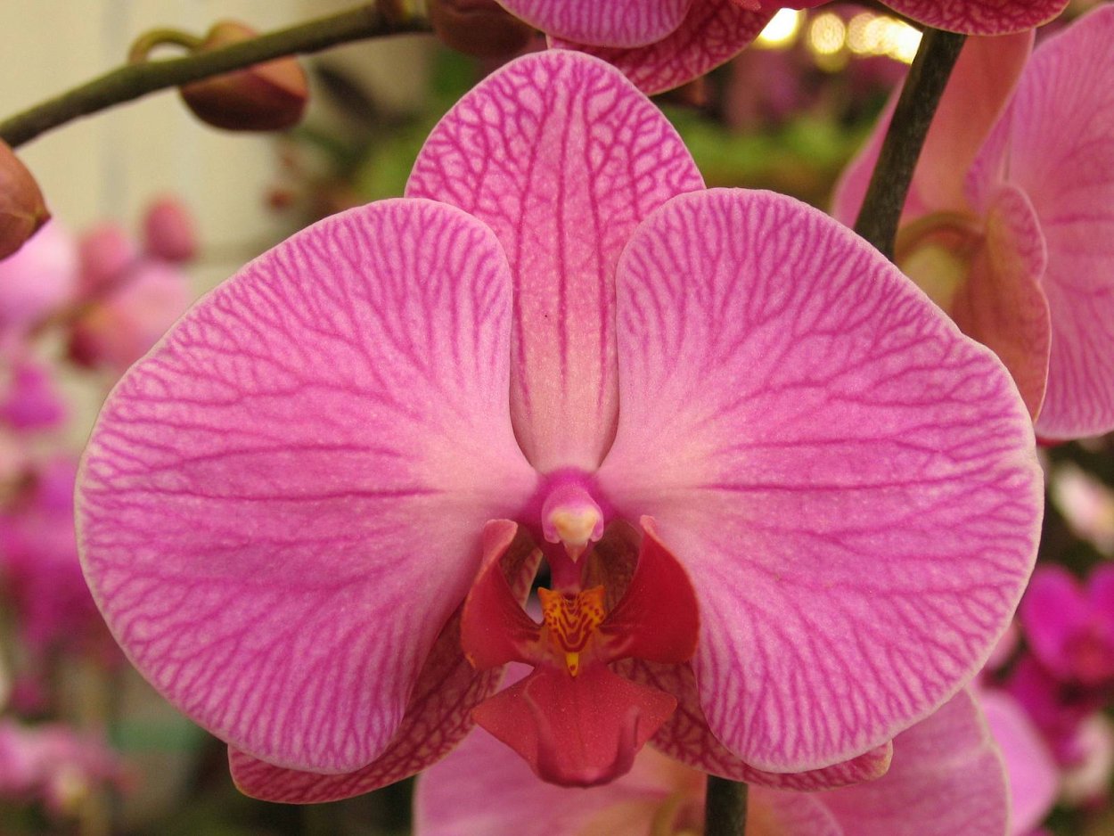 Розовая Орхидея фаленопсис