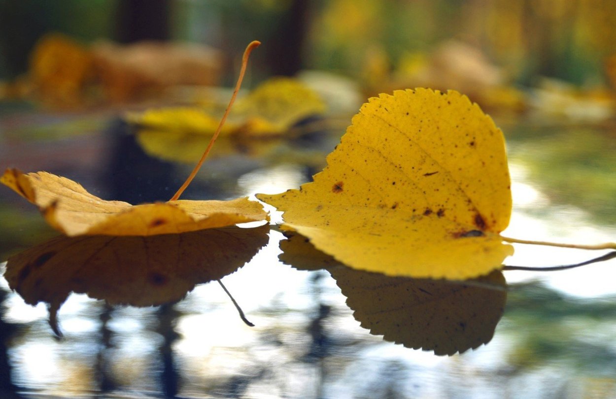 День желтых листьев 24 октября