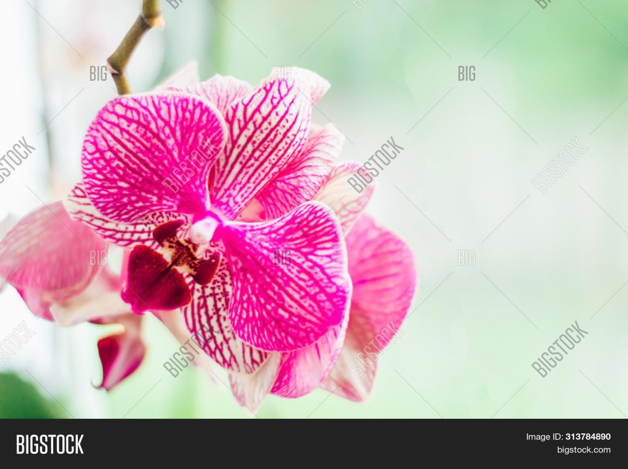 Фаленопсис миди розовая название