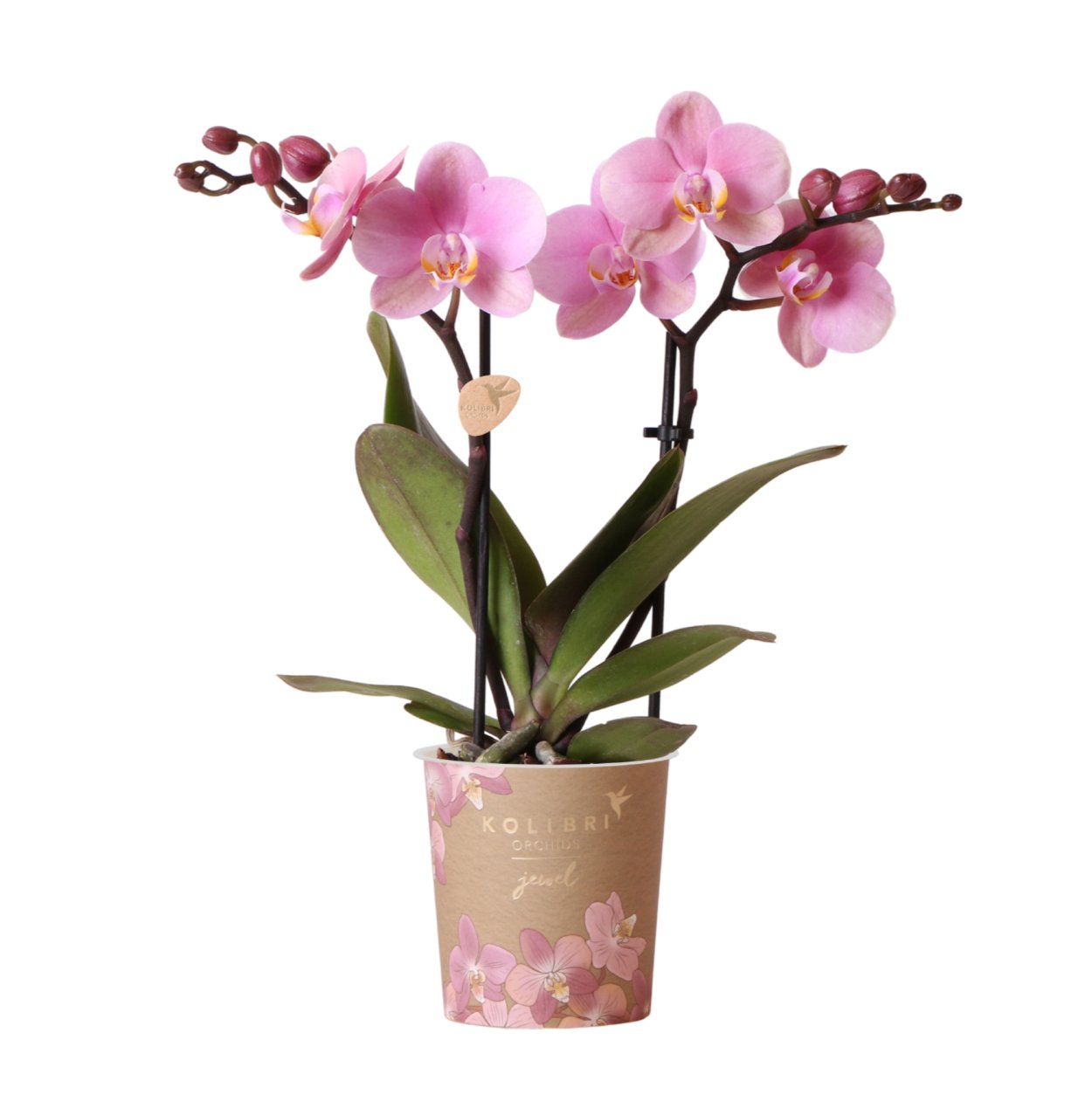 Орхидея Pink Niagara