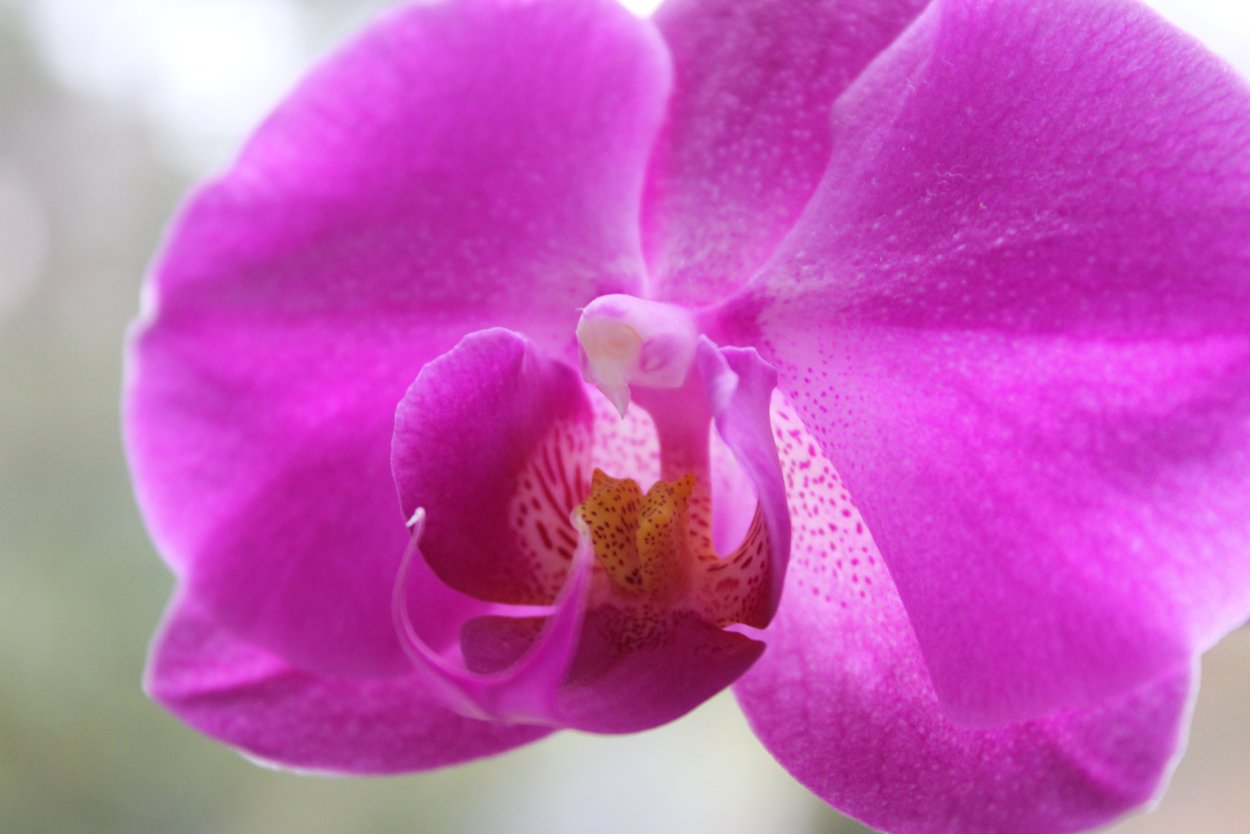 Орхидея Phalaenopsis Purple Dust
