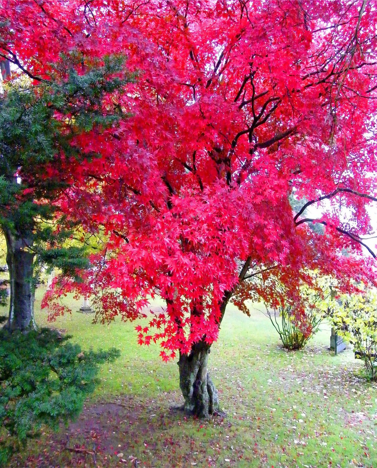 Клен ясенелистный Фламинго