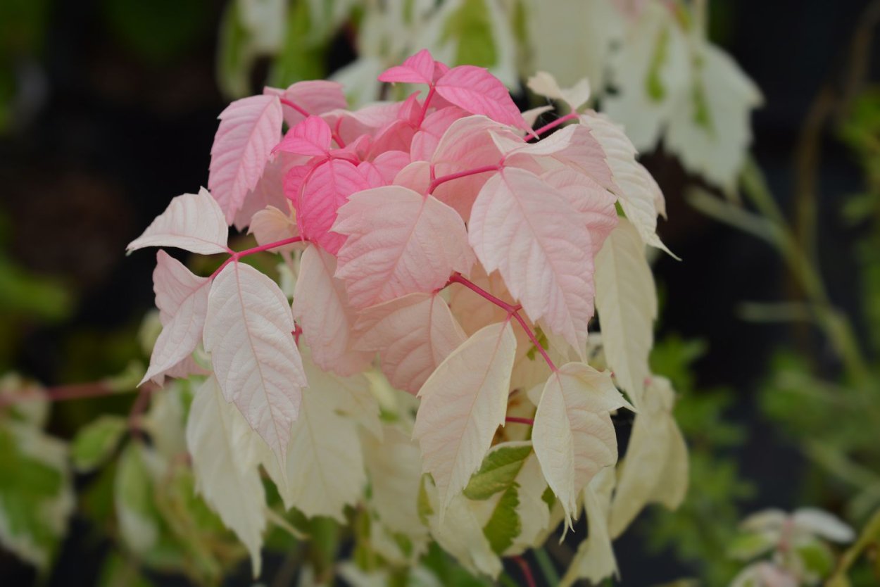 Ясень розовый Фламинго