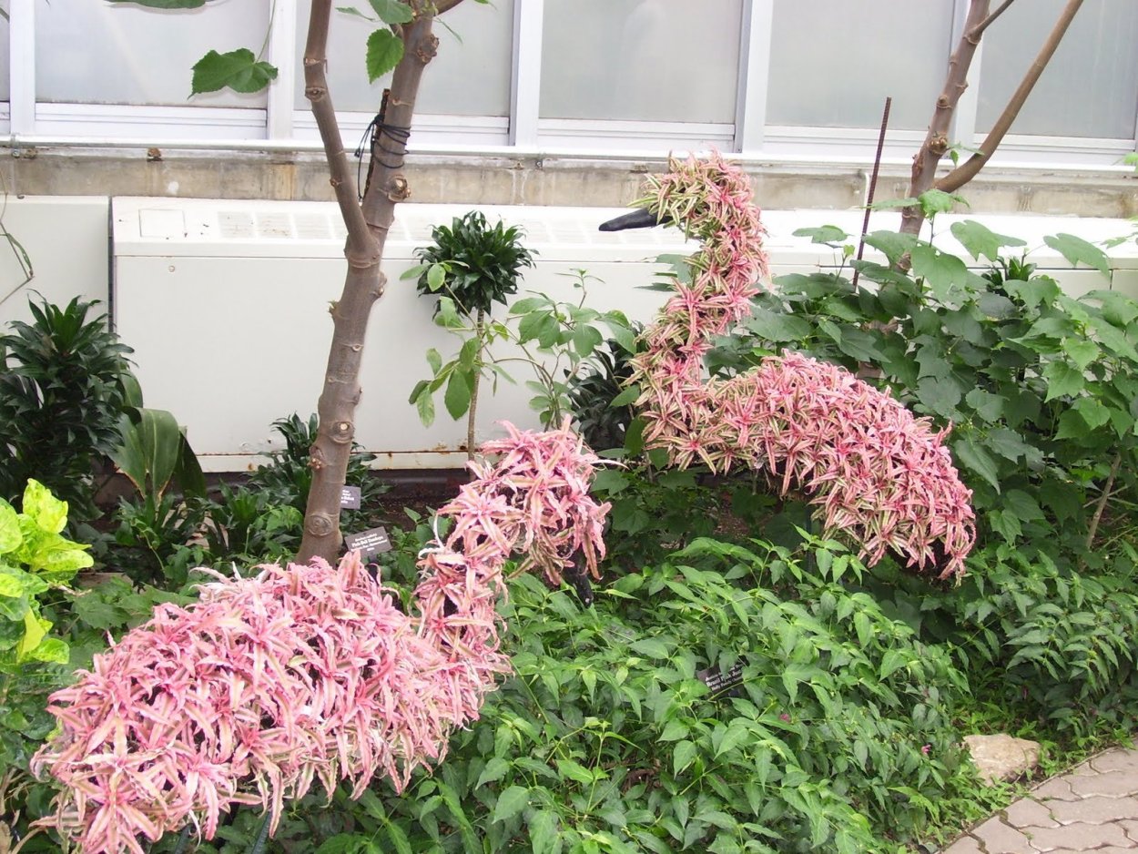 Клен Acer palmatum Atropurpureum