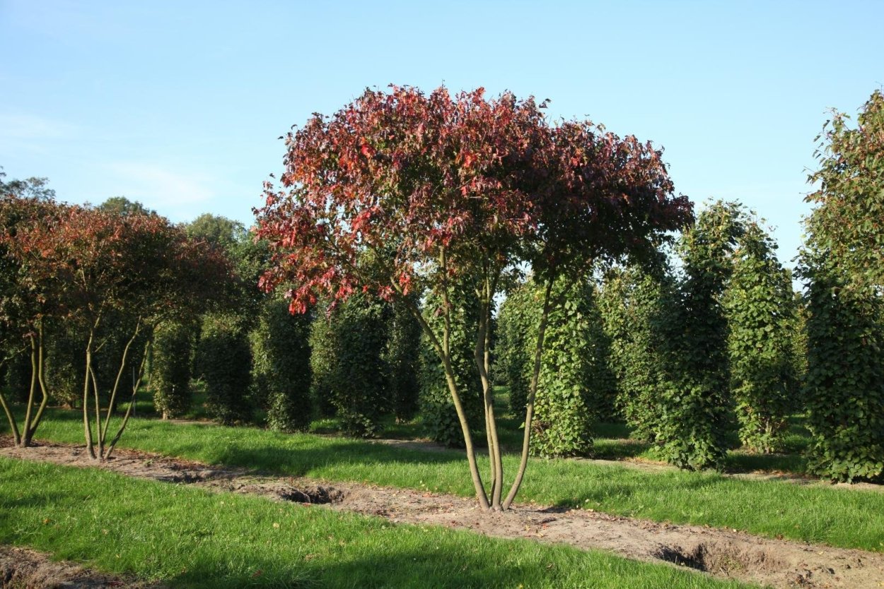 Acer palmatum Thunb