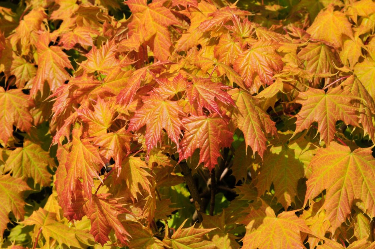 Клен веерный Атропурпуреум