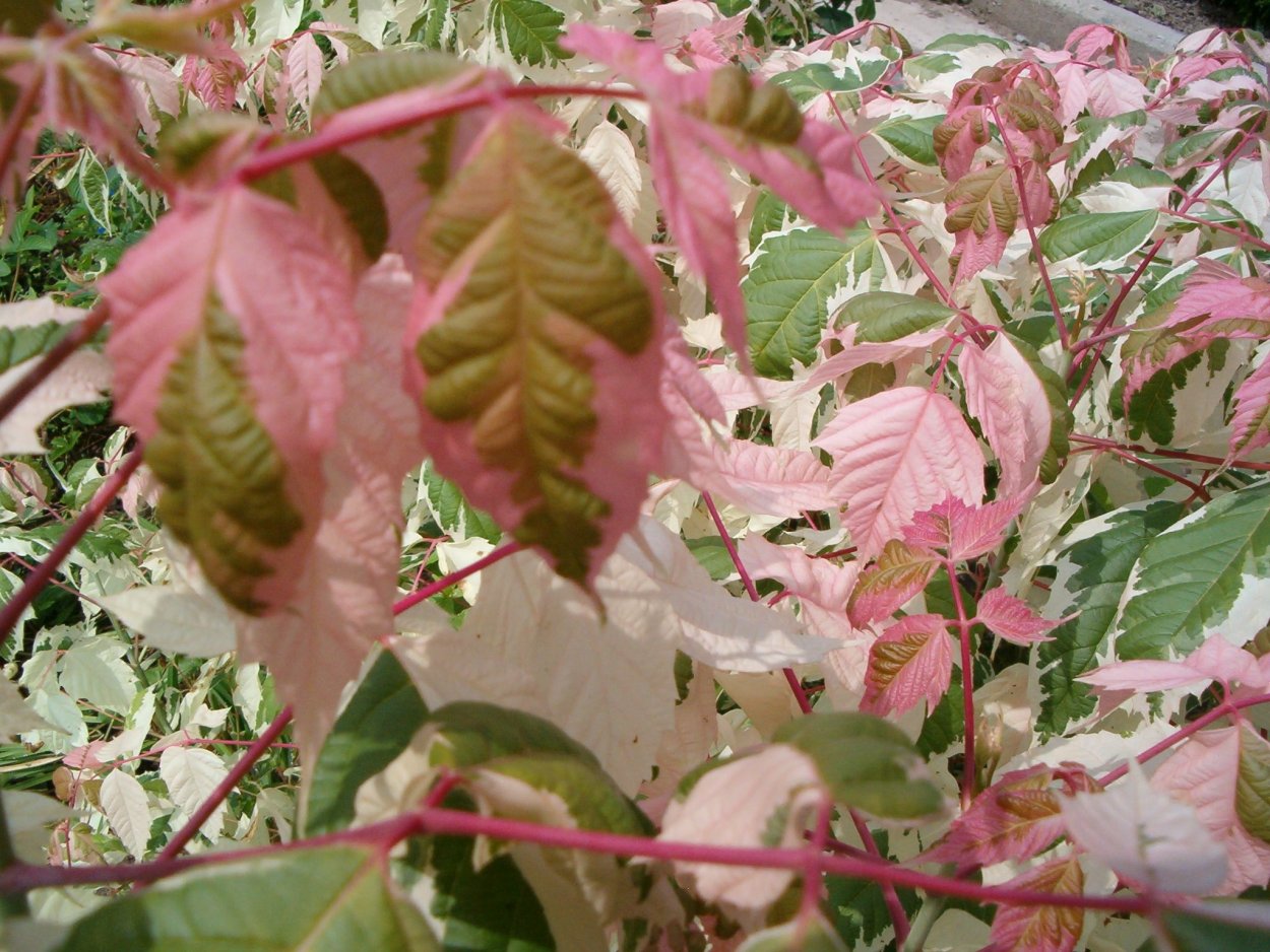 Осенние листья клена