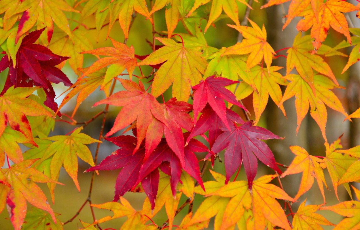 Клен ясенелистный Acer negundo Flamingo