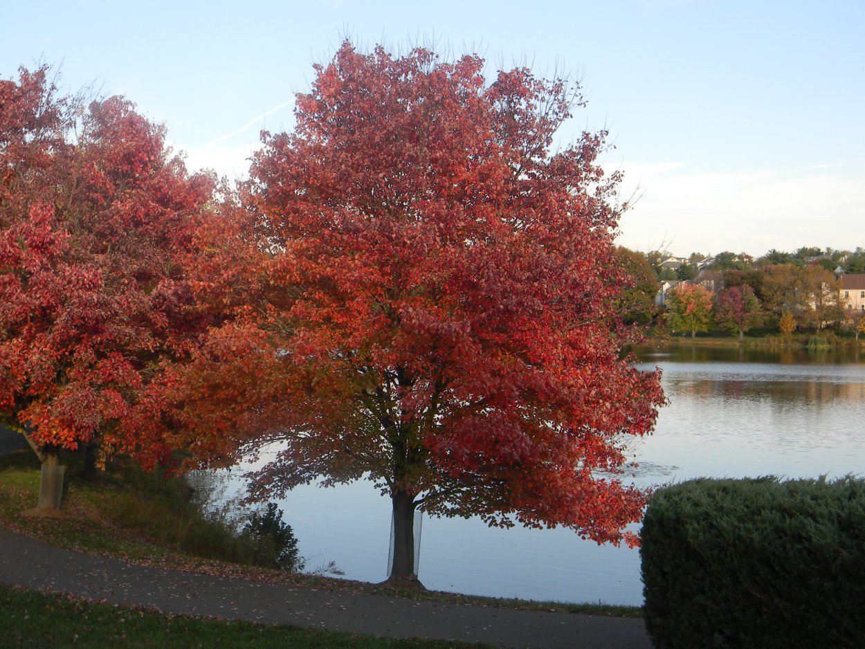 Acer palmatum Butterfly