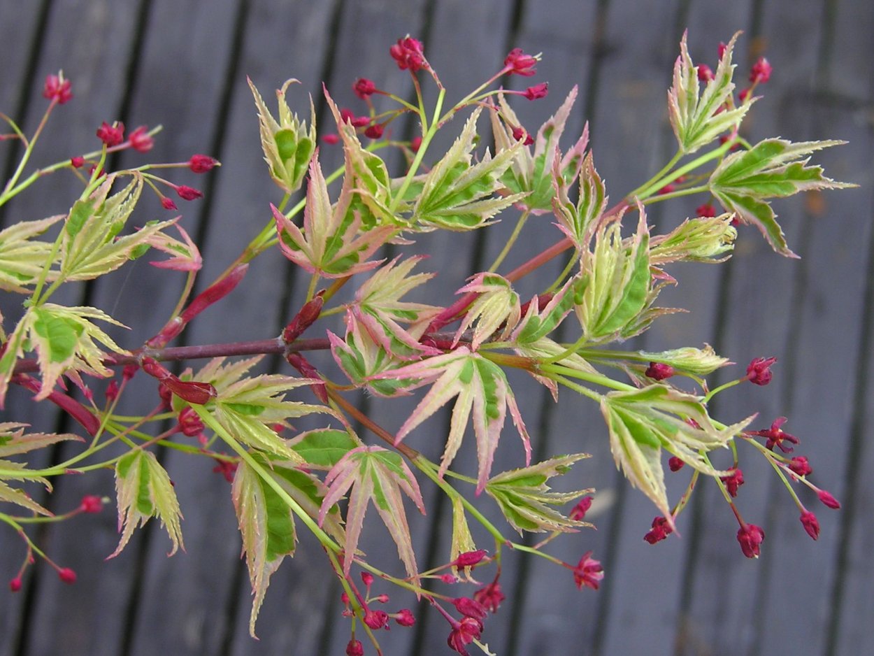 Клен Acer palmatum Atropurpureum