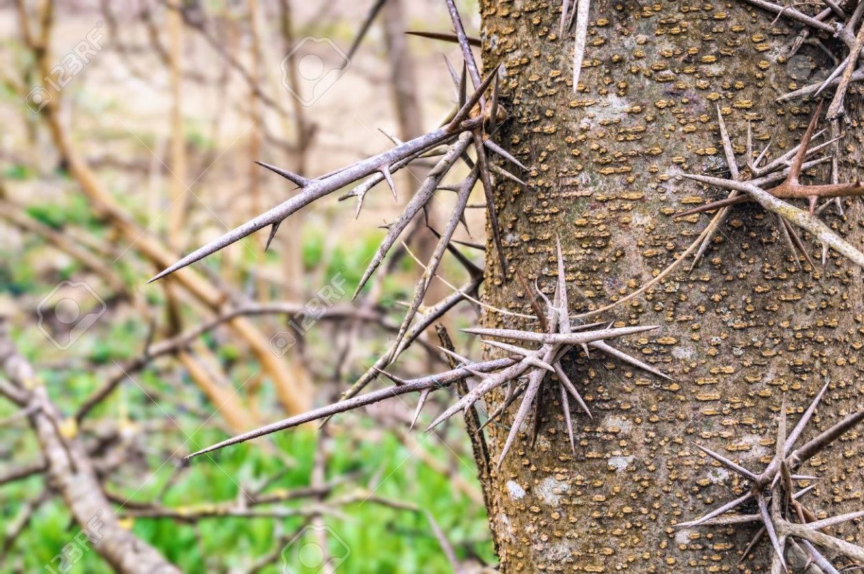 Дерево с иголками на стволе