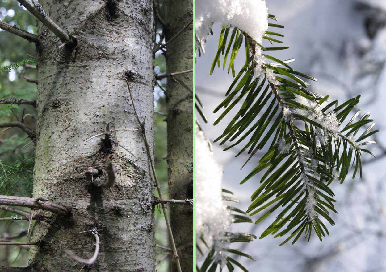 Гледичия китайская