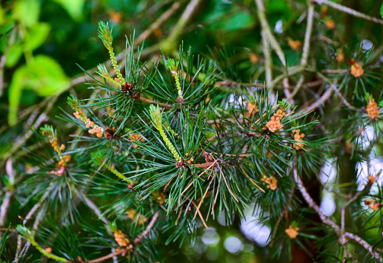 Акация колючая Acacia victoriae