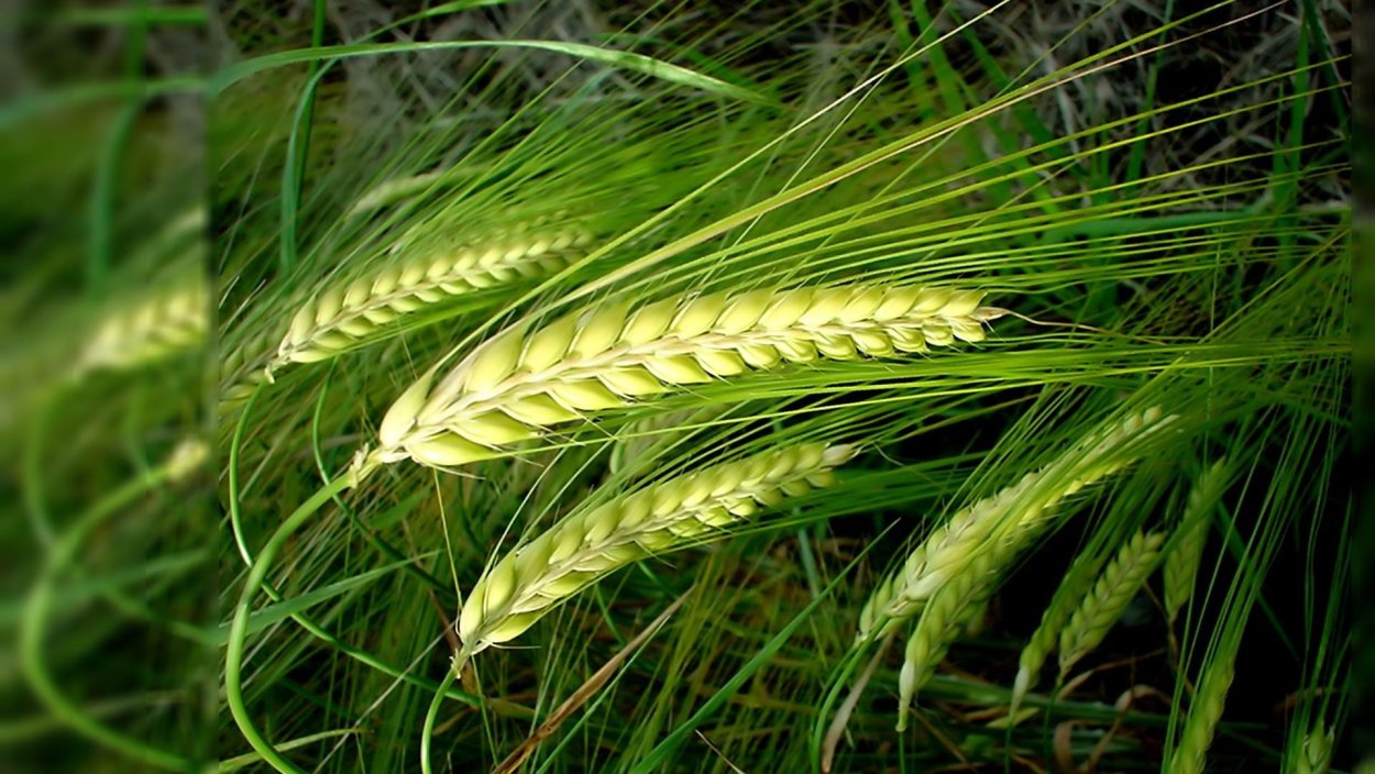 Рожь колоски фото