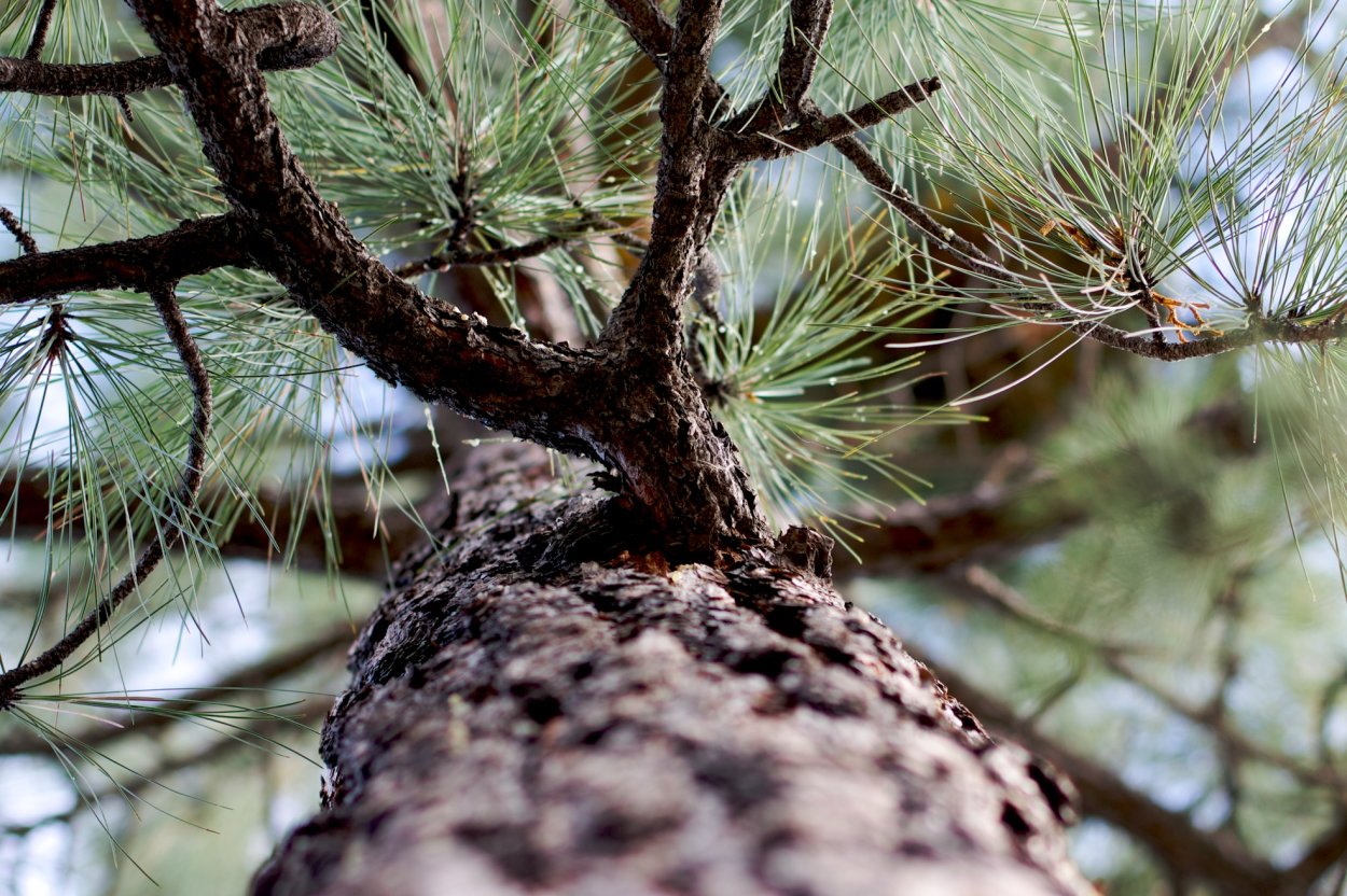 Туберкуляриевый (нектриевый) некроз