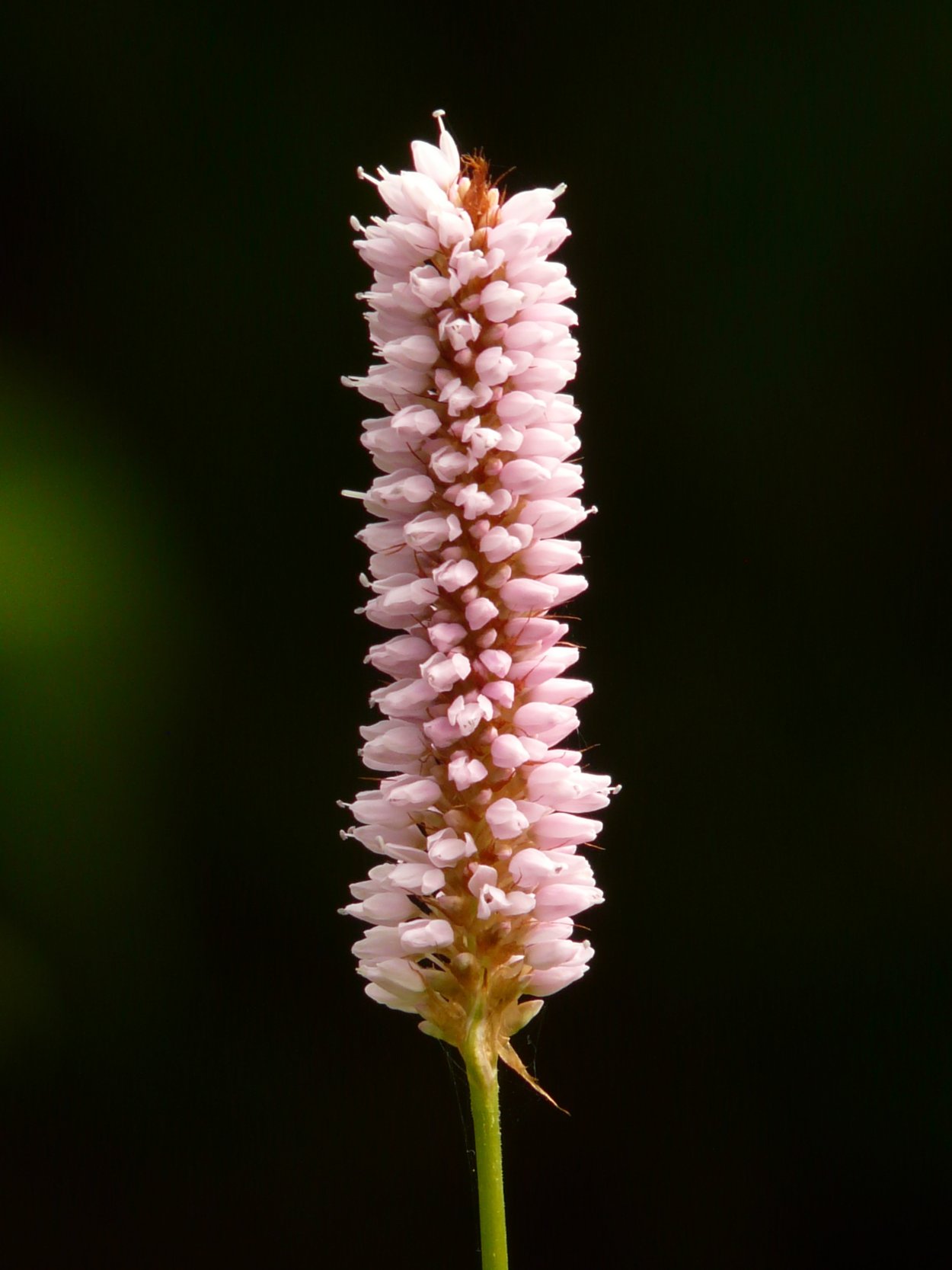 Рожь соцветие Колос