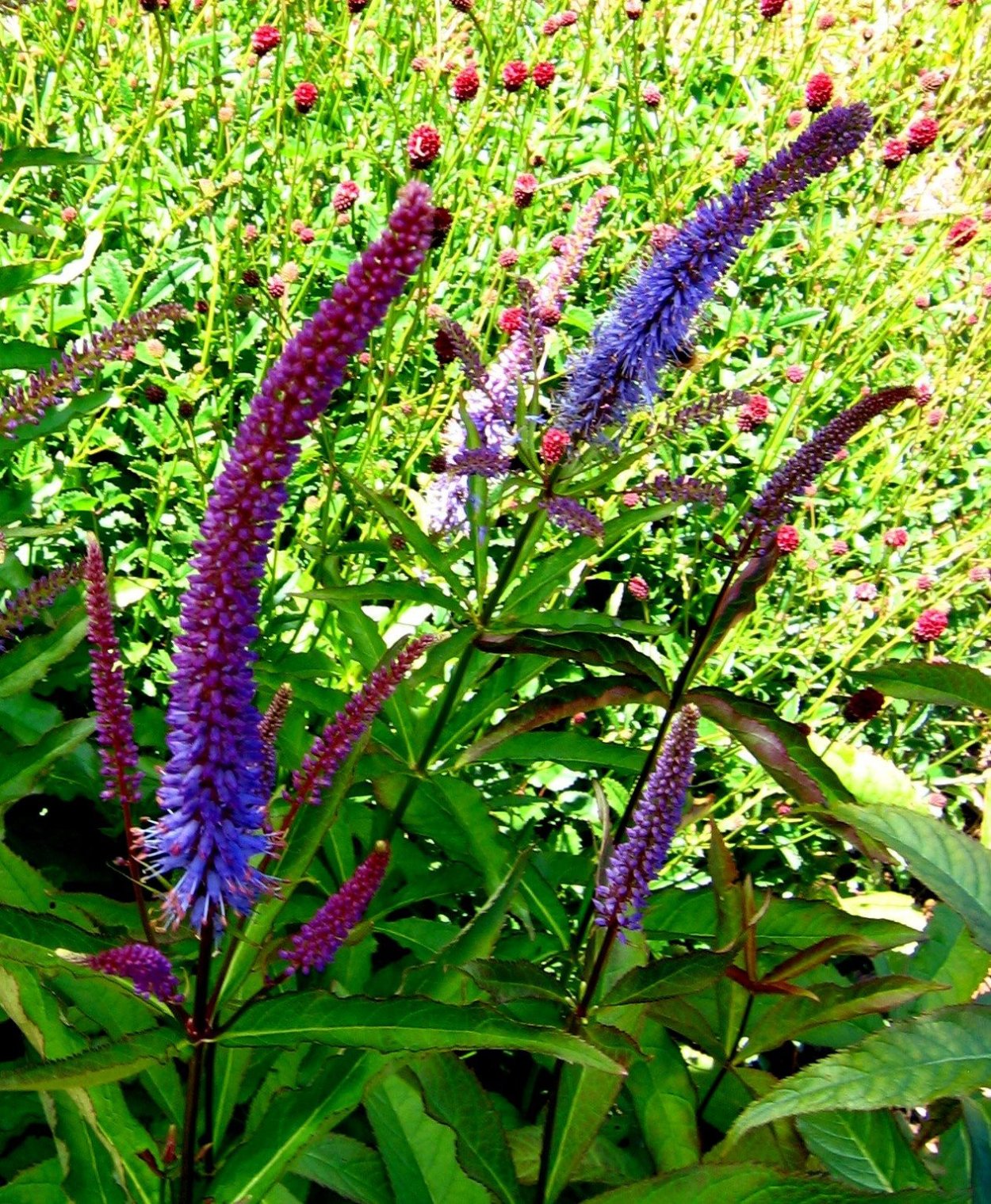 Одуванчик Куваева