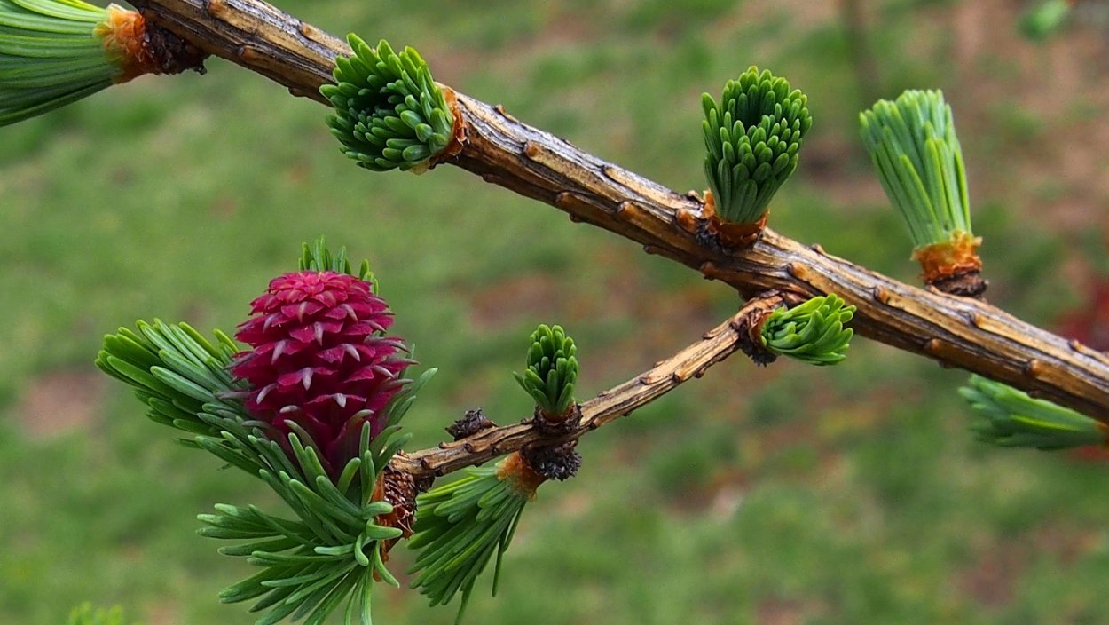 Лиственница Larix decidua