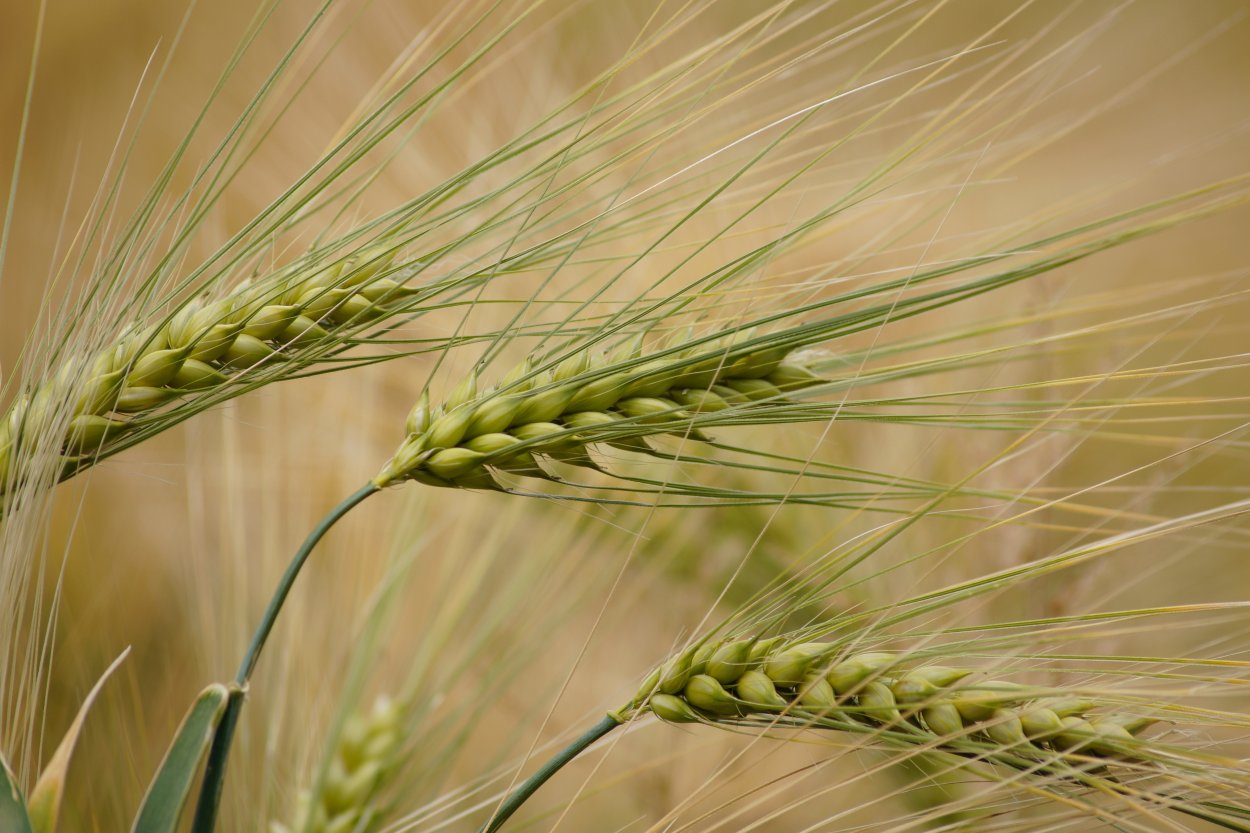 Синие соцветия цветы