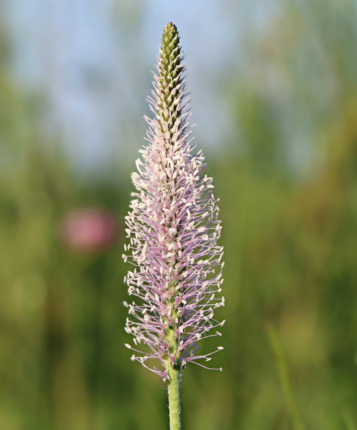 Соцветие Колос подорожник