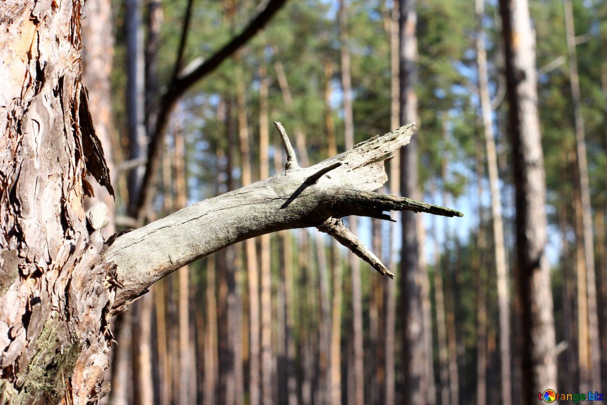 Сосна крупно