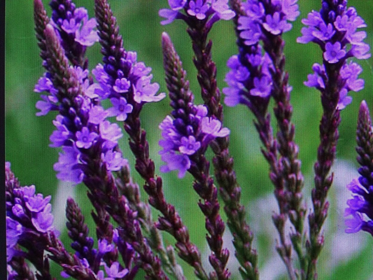 Кортадерия Селло Пинк