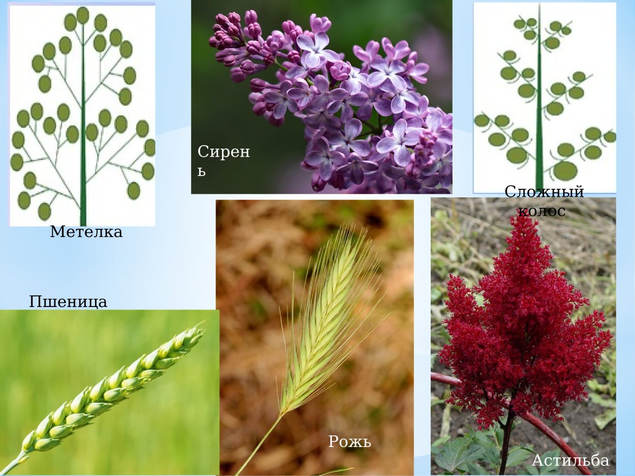 Лиатрис колосковый Блю