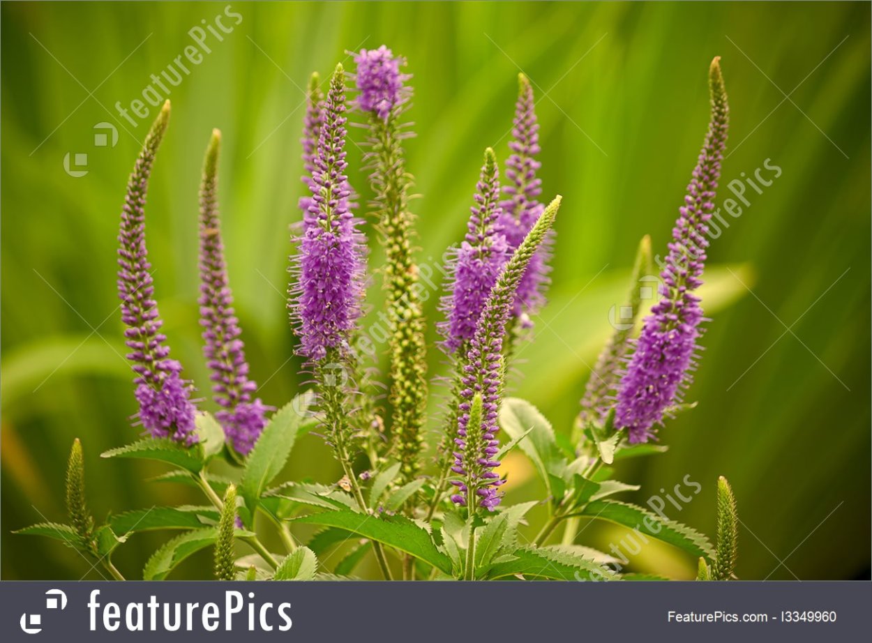 Физостегия виргинская