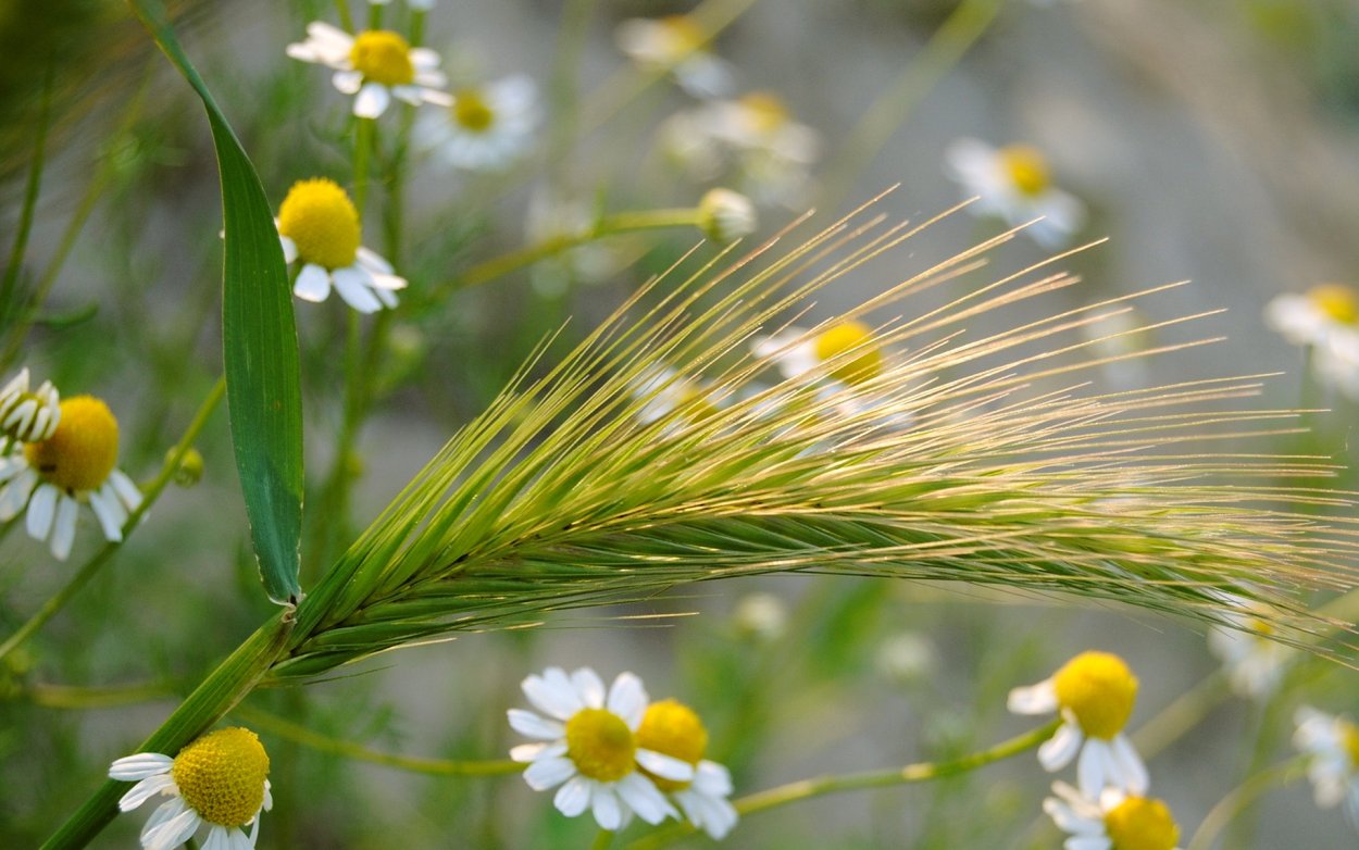 Обои на рабочий стол растения
