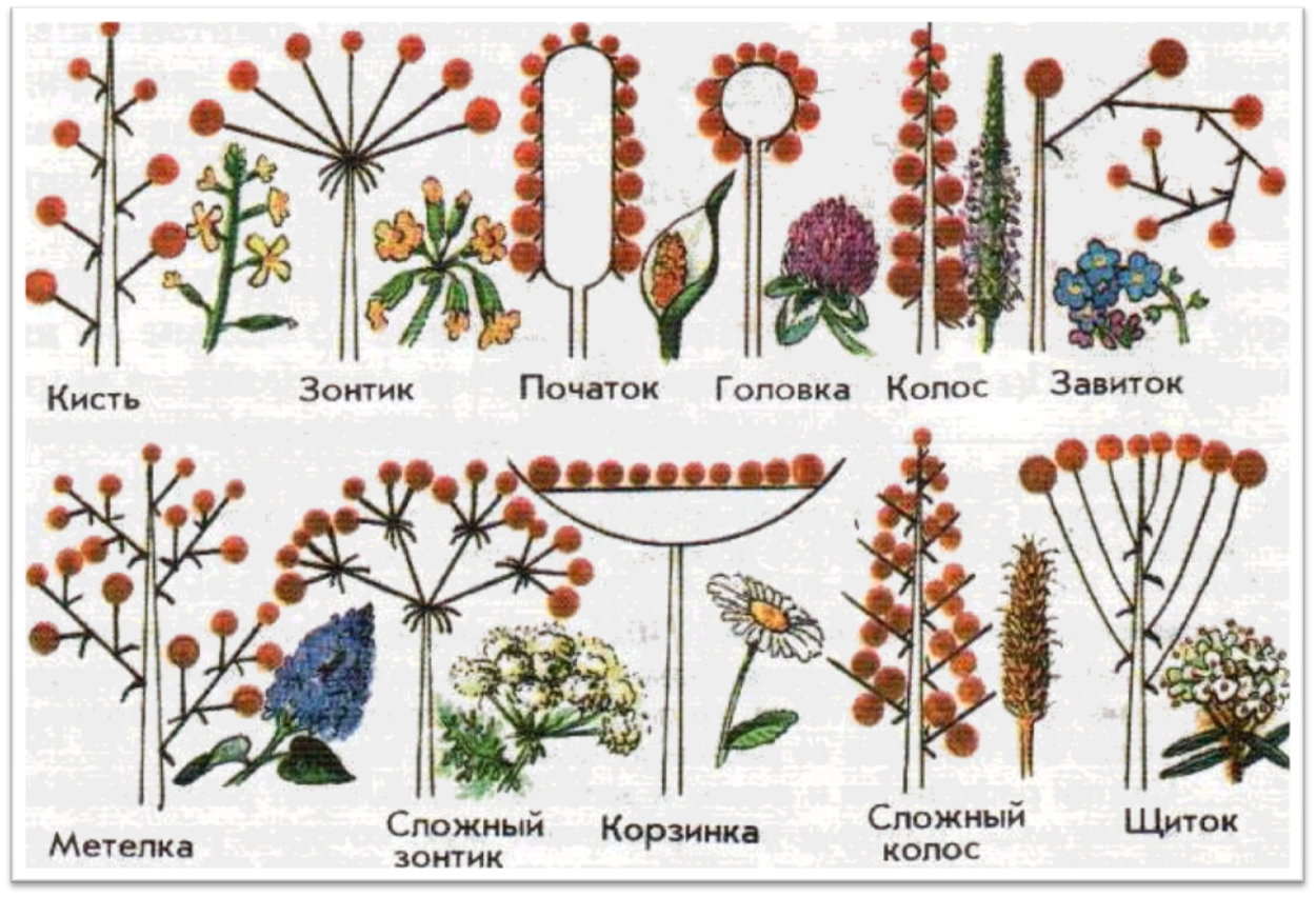 Вербейник пурпурный Божоле