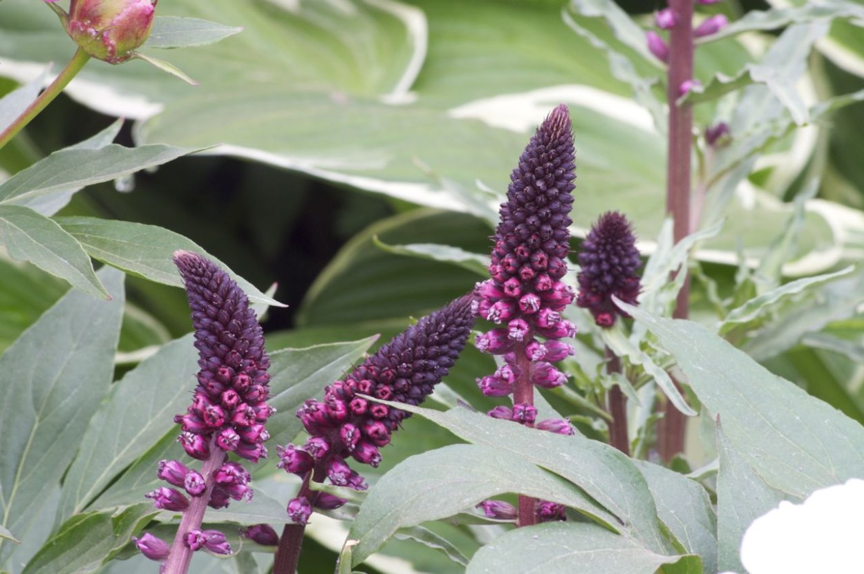 Вероника колосковая 'Heidekind'