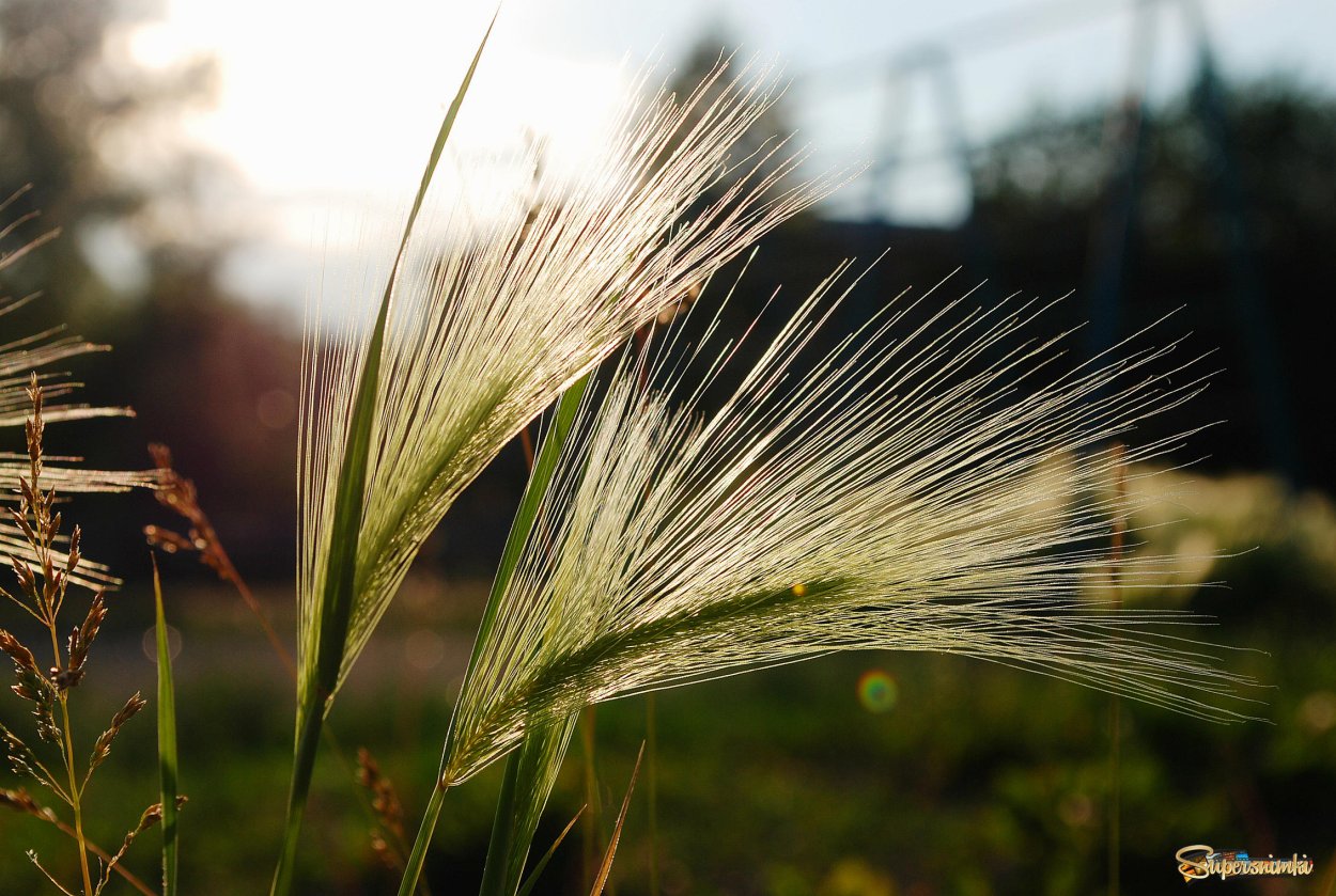 Фрондозное соцветие
