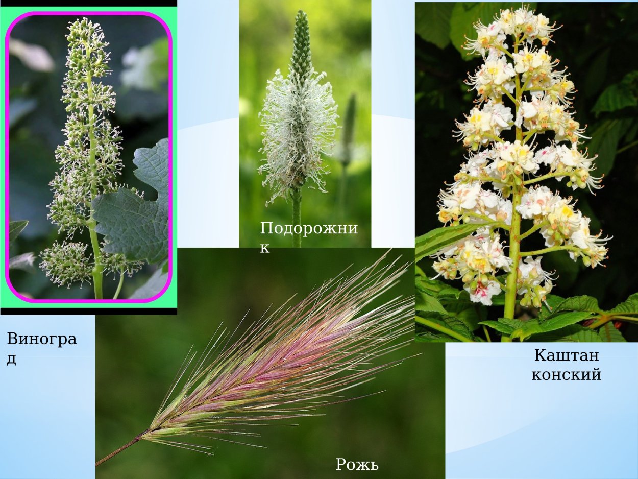 Вербена хастата