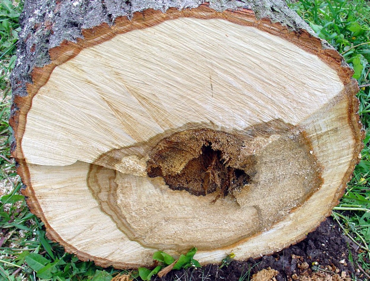 Разворошить осиное гнездо